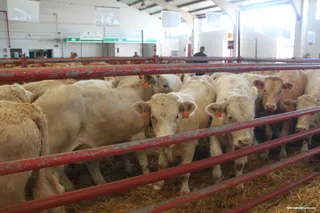 mercado feria anual