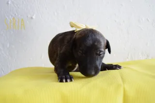 Cachorros para acogida o adopción en Siempre Fiel