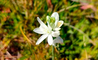 Llegada de la primavera en Siega Verde