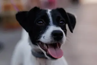 Foto de un perro | Europa Press