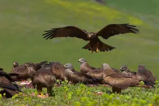 Peñaranda encuentra en las aves rapaces a un nuevo aliado contra los topillos