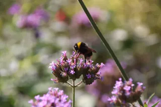 Abejorro en el jardín de la plaza de San Juan de Sahagún | Andrea Mateos
