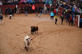 Encierro urbano lunes de Carnaval Ciudad Rodrigo 2025: encierro y ambiente. Fotos: S24H