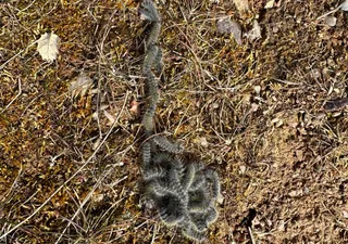 Orugas procesionaria