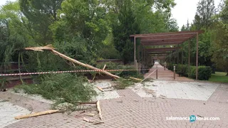 Arbol rayo tormenta Jesuitas (12)