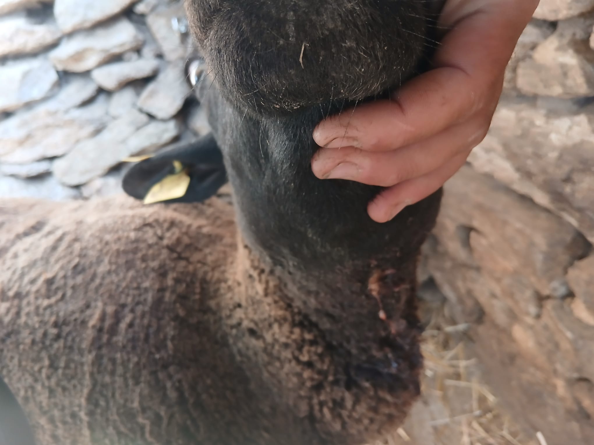 Oveja Con Heridas En El Cuello Tras Un Ataque Del Lobo En Pere&ntilde;a De La Ribera