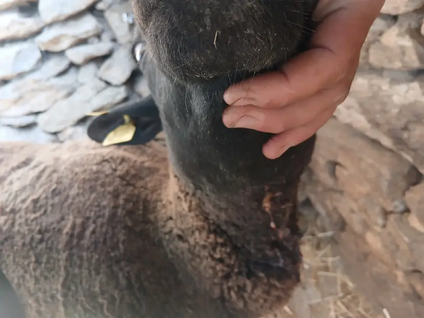 Oveja Con Heridas En El Cuello Tras Un Ataque Del Lobo En Pereña De La Ribera