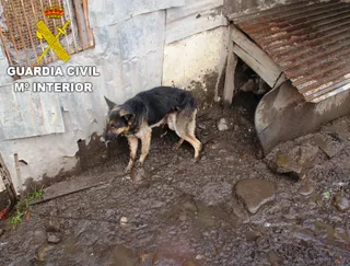 Pastores alemanes abandonados en Villablino. Foto: ICAL