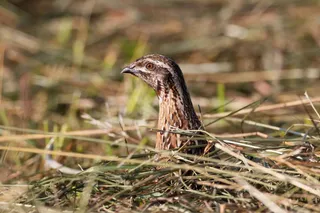 Codorniz común | SEO/BIRDLIFE - Europa Press