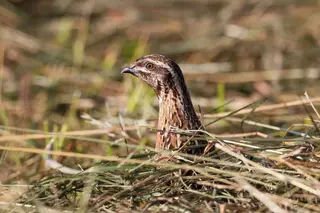 Codorniz común | SEO/BIRDLIFE - Europa Press