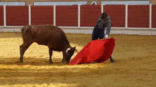 Certamen taurino de Peñaranda 2017: segunda tienta