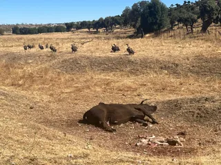 Uno de los últimos ataques de buitres registrados en Salamanca