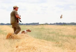 Un cazador y su perro localizan a una codorniz. Foto Leticia Pérez | ICAL