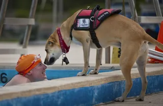 Perro de asistencia