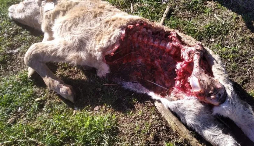 Ataque del lobo en Fuentes de Sando
