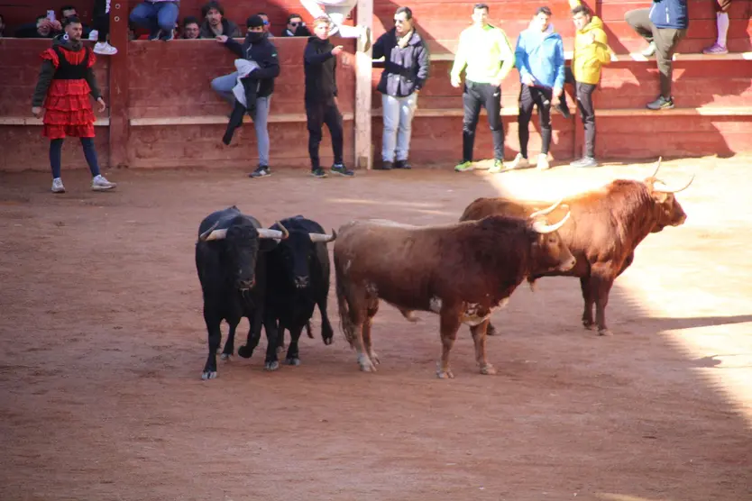 Encierro del sábado en el Carnaval del toro 2026 de Ciudad Rodrigo