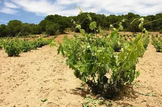 Un proyecto nacional estudiará los efectos del cambio climático en el viñedo para mejorar la producción