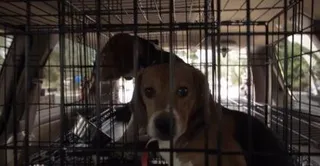 Perros Beagle. EP