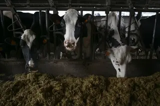 Varias vacas en una ganadería de lácteo. Foto Europa Press