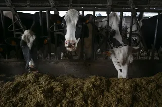Varias vacas en una ganadería de lácteo. Foto Europa Press