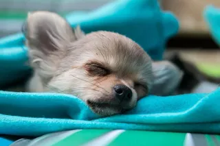 Chihuahua dog puppy baby