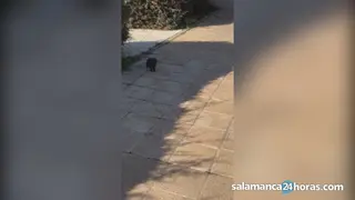 Visón 000000