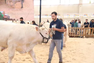 Concursos morfológicos charolés y limusín