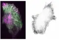 Imagen de microscopía que muestra la distribución de GEF-H1 y los microtúbulos en células tumorales.