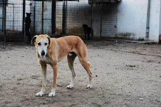 Siempre Fiel a tu perro: 15 de enero