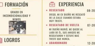 CV perro. Foto Linkedln