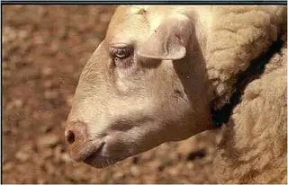 Una Oveja Con Edema Submandibular Provocado Por La Lengua Azul | Imagen MAPA