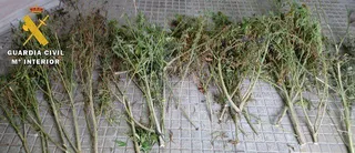 La Guardia Civil descubre una plantación de marihuana oculta entre la maleza de un arroyo