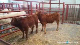 Así ha sido la Lonja de Salamanca este 17 de enero: sube el porcino en una jornada marcada por la estabilización de los precios