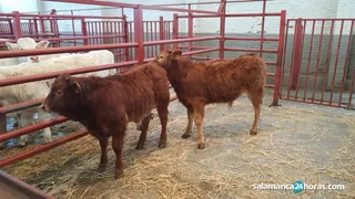 Así ha sido la Lonja de Salamanca este 17 de enero: sube el porcino en una jornada marcada por la estabilización de los precios