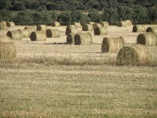 UPA-COAG califica la cosecha de cereal como mala al no superar los 4,5 millones de toneladas