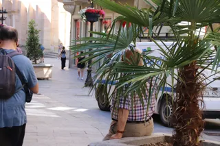Un hombre se refugia a la sombra de una palmera en la calle Toro