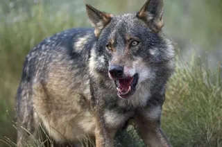 Por que esta el lobo iberico en peligro de extincion 1218 600