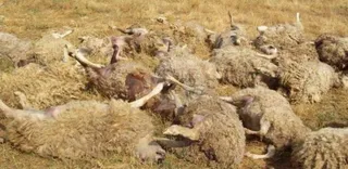 El pago compensatorio de los daños del lobo al sur del Duero se reduce a 18 días