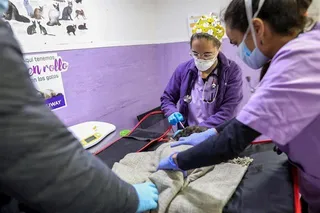 Veterinario