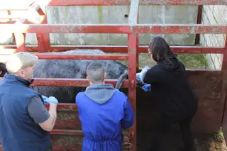 Prácticas alumnos de Ganadería y Asistencia en Sanidad Animal. Agrarias. IES Torres Villarroel