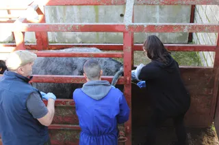 Prácticas alumnos de Ganadería y Asistencia en Sanidad Animal. Agrarias. IES Torres Villarroel