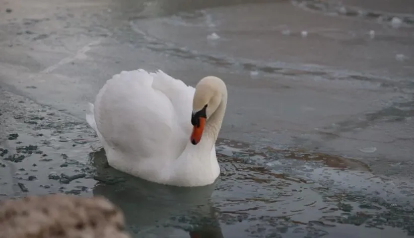 Un cisne en el estanque de La Alamedilla