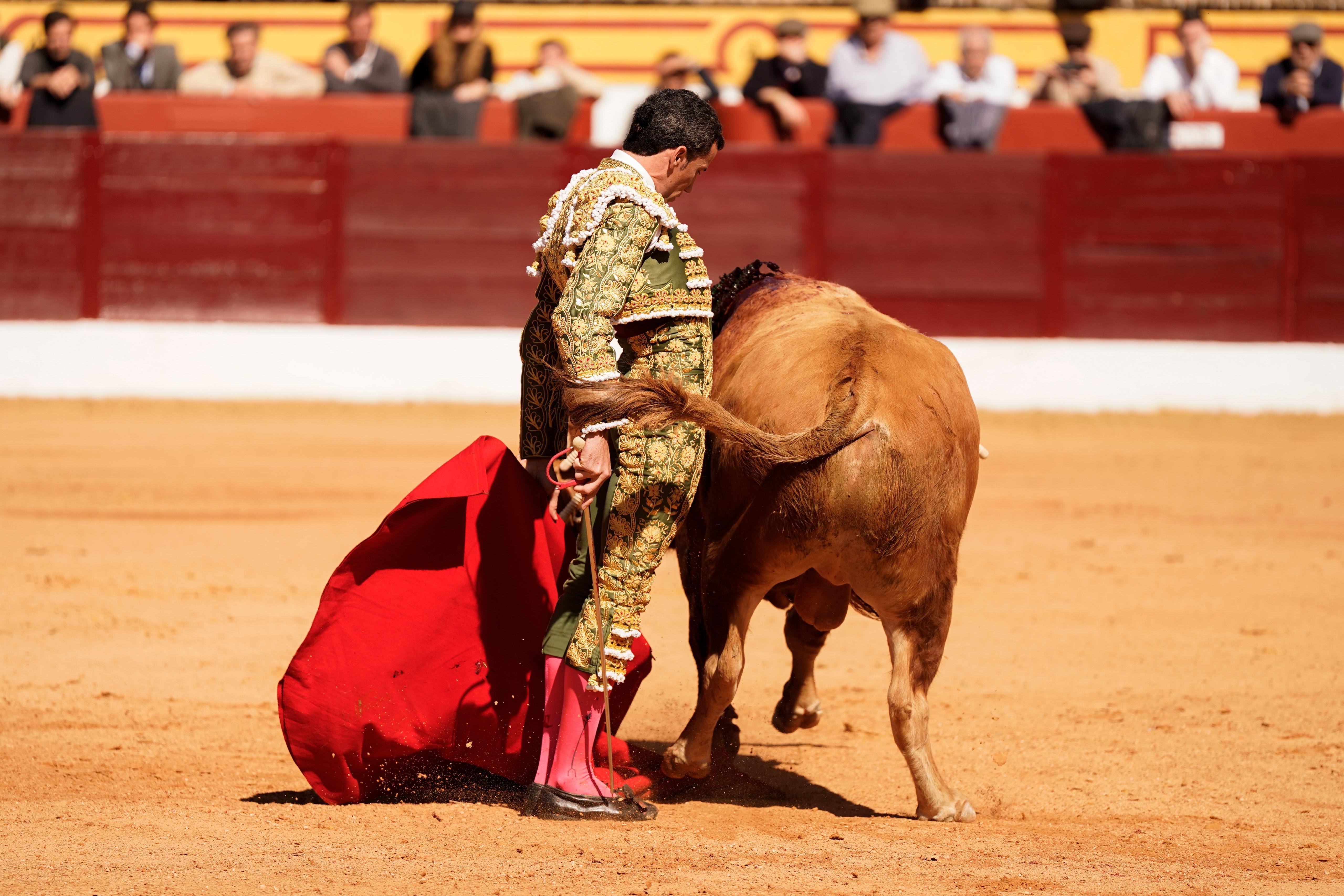 David de Miranda con el toro de Domingo Hern&aacute;ndez al que le cort&oacute; las dos orejas en Olivenza | Vanesa Santos
