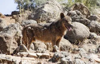 Lobo ibérico. EP