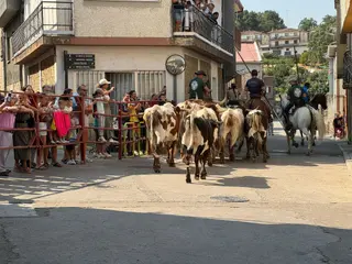 Encierro de bueyes en Aldeadávila de la Ribera para enseñarles el camino para los encierros en sus fiestas 2025 | Salamanca24horas