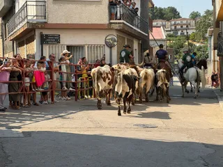 Encierro de bueyes en Aldeadávila de la Ribera para enseñarles el camino para los encierros en sus fiestas 2025 | Salamanca24horas