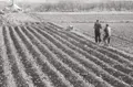 Surcos. Imagen de Felipe Torres. Archivo de la Diputación 
