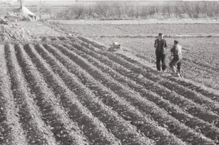 Surcos. Imagen de Felipe Torres. Archivo de la Diputación 