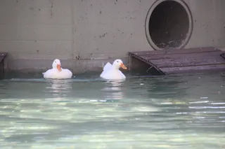 Patos de la Alamedilla