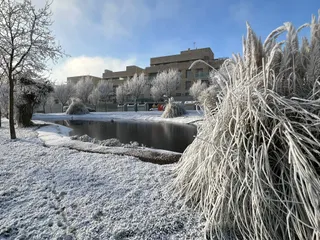 Cencellada en Salamanca, 19 de diciembre de 2023, Vistahermosa. Foto Verónica Tapia
